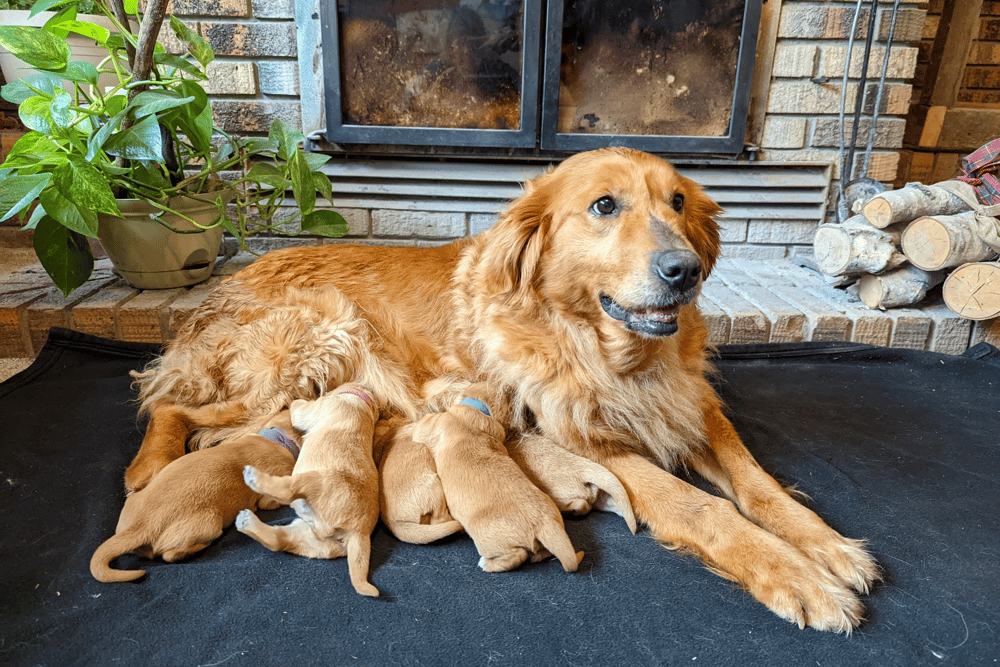 Sharptail Ridge Golden Retrievers Minnesota