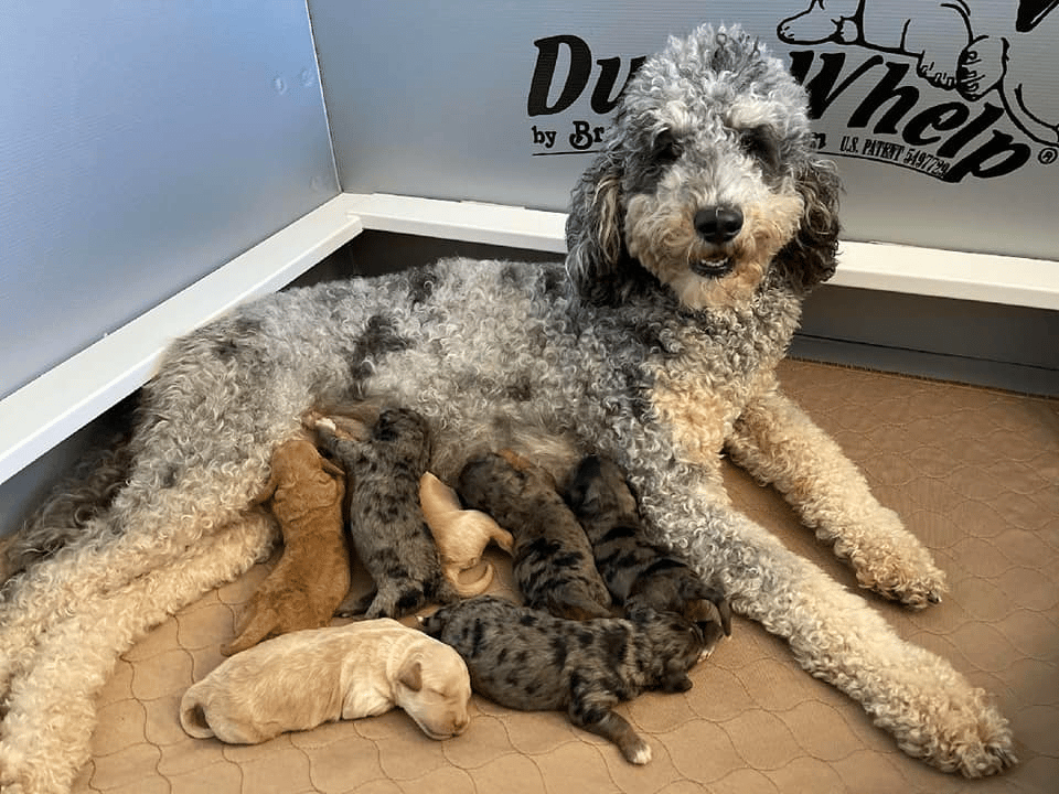 Simply Beautiful Goldendoodles in Ohio