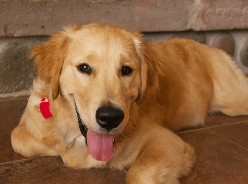 Six-Month-Old Golden Retriever Puppy