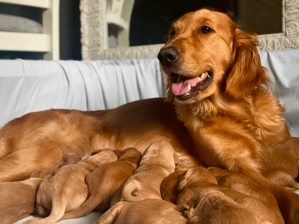 Southern Paw Goldens Louisiana