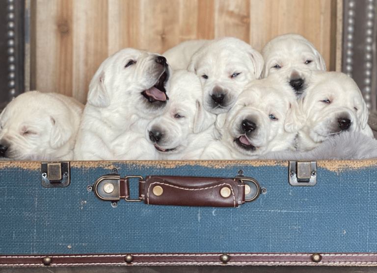 Top 12 Best Labrador Retriever Breeders in California (CA)