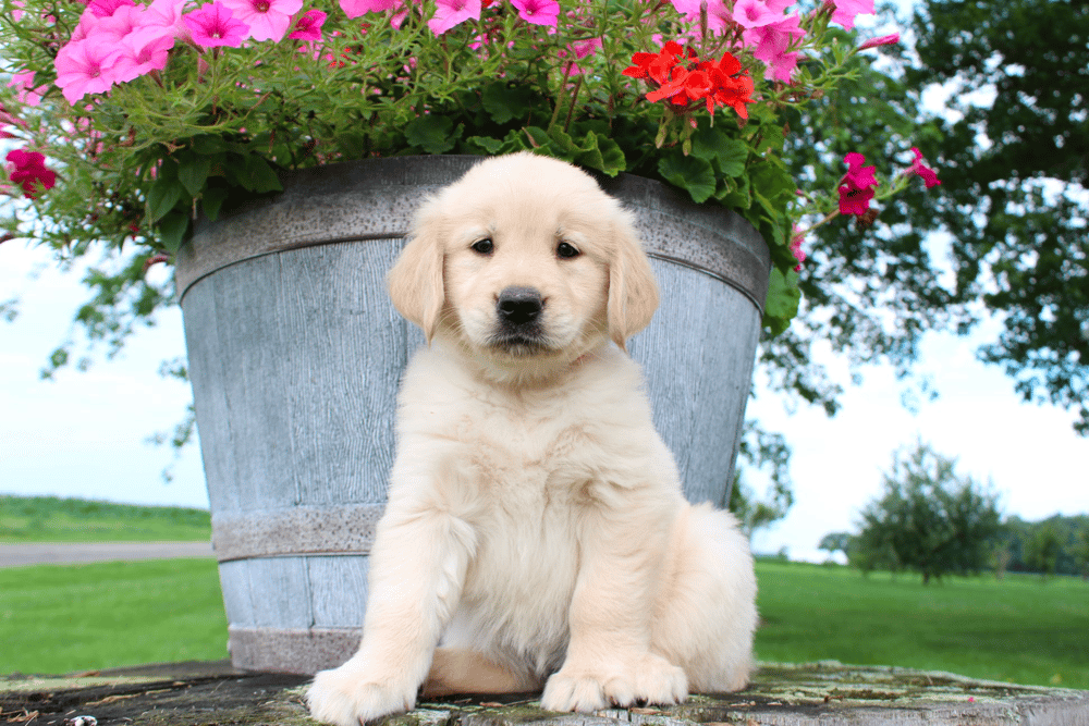 Summer Goldens in Indiana