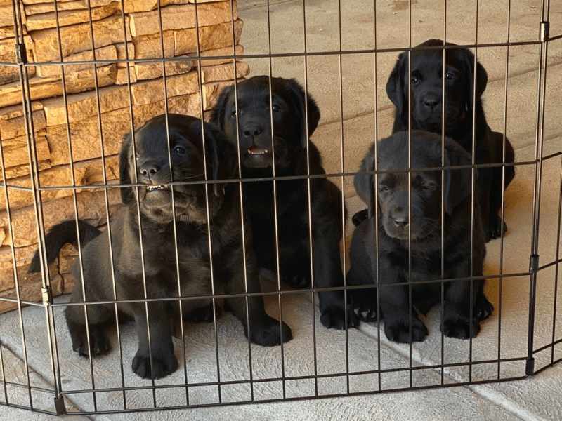 Top 12 Best Labrador Retriever Breeders in California (CA)
