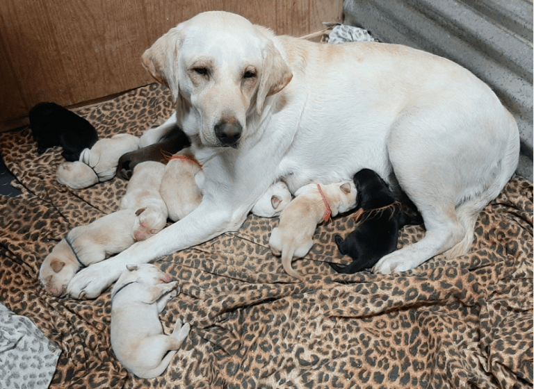 Top 11 Best Labrador Retriever Breeders in Michigan (MI)
