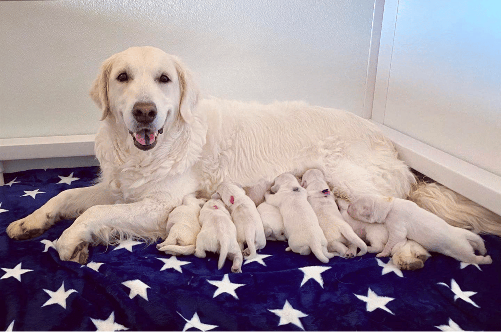 Talini Golden Retrievers Arizona