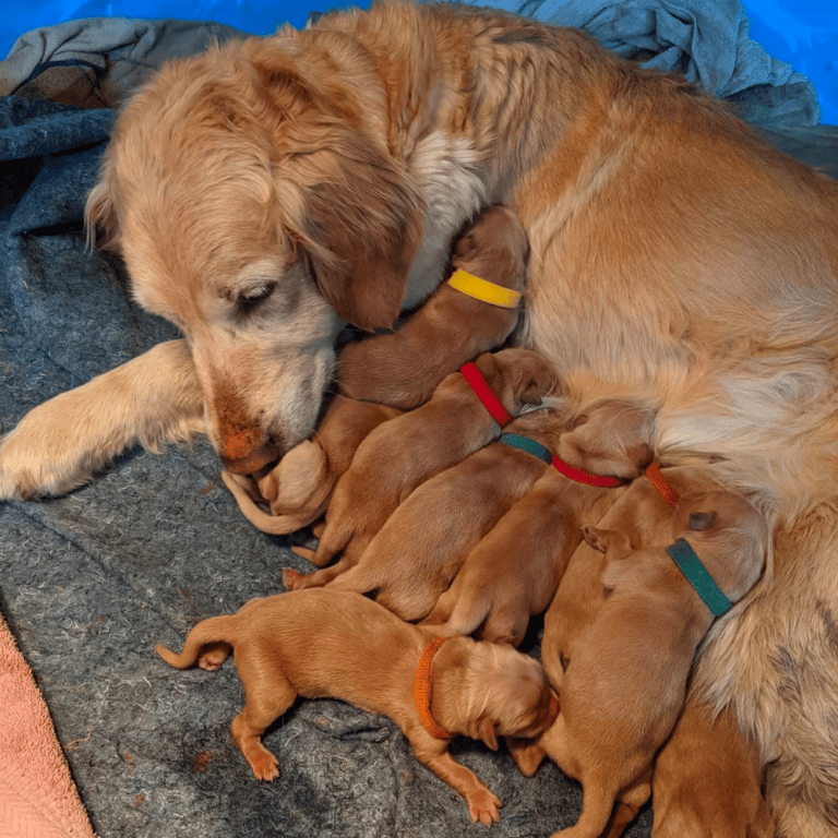 Top 17 Best Golden Retriever Breeders in Arizona (AZ)