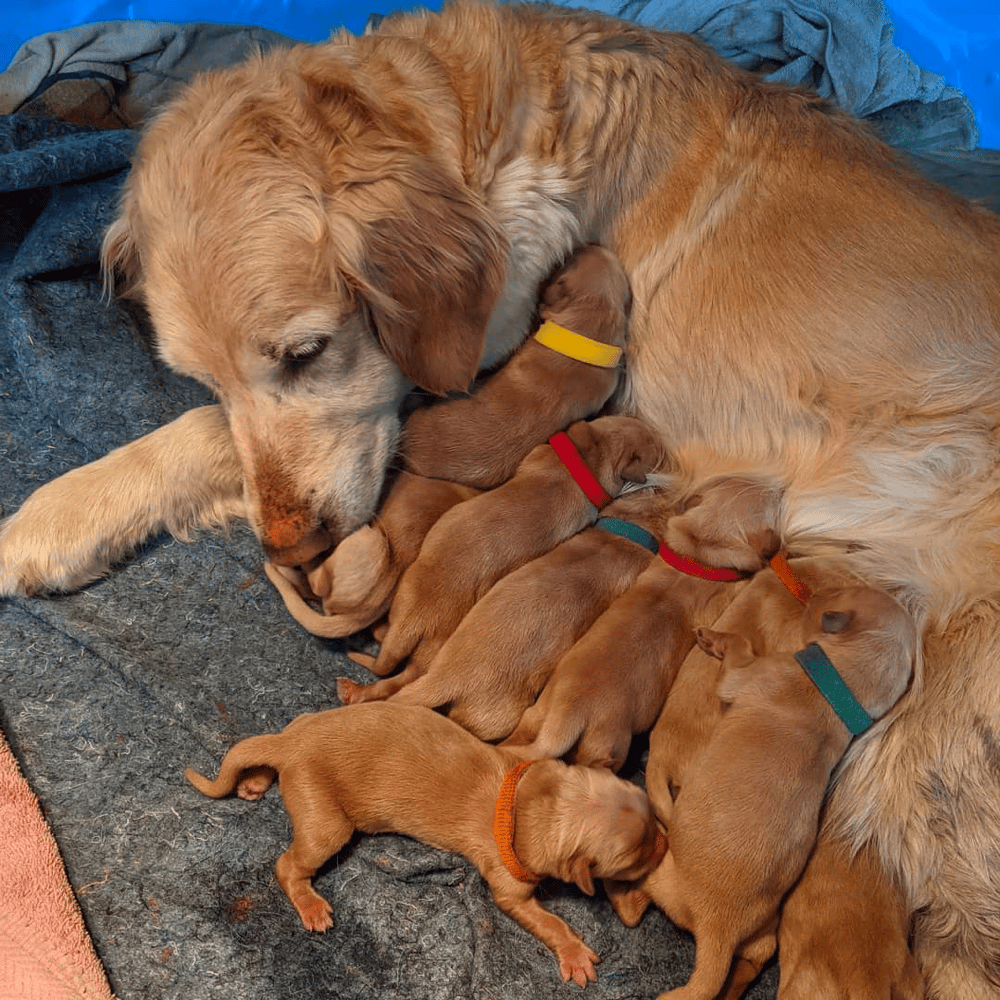 Golden Retriever Puppies For Sale in Arizona
