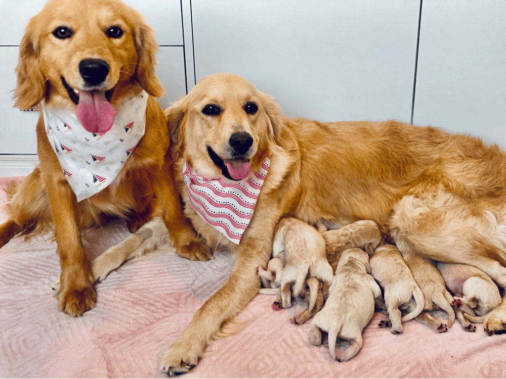 Taylormade Miniature Golden Retrievers