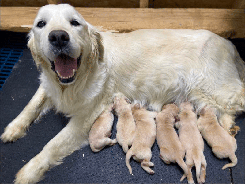 Golden Retriever Puppies in Indiana