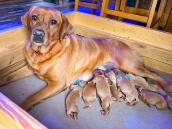 The Lab Clan Labrador Retrievers Ohio