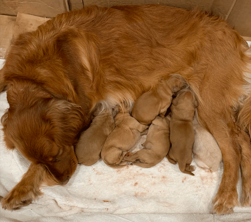 Tiny Goldens