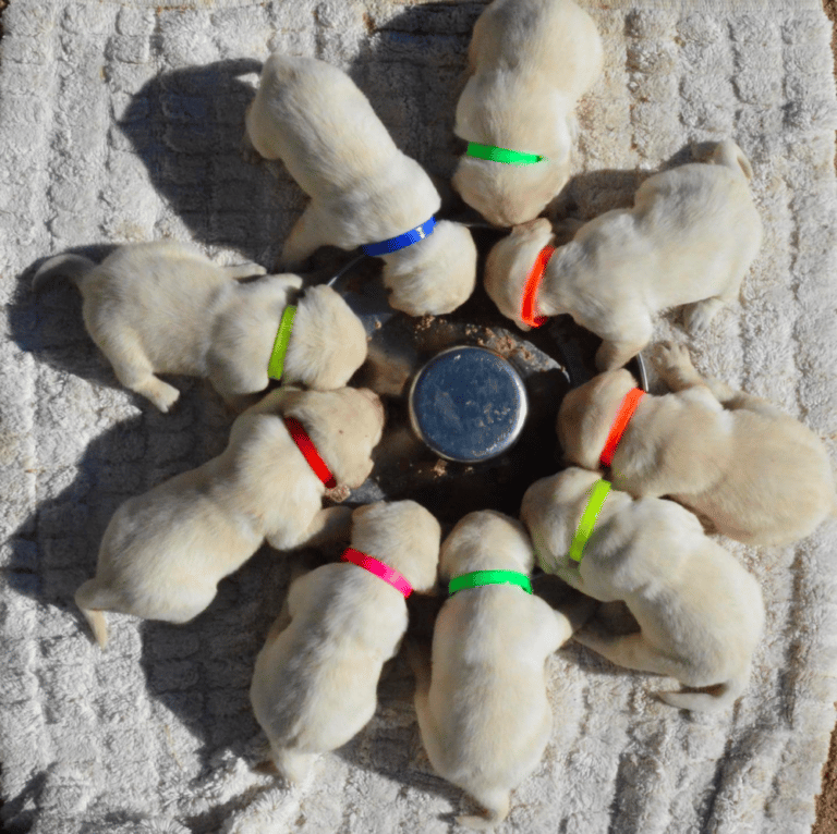 Top 10 Best Labrador Retriever Breeders in Colorado (CO)