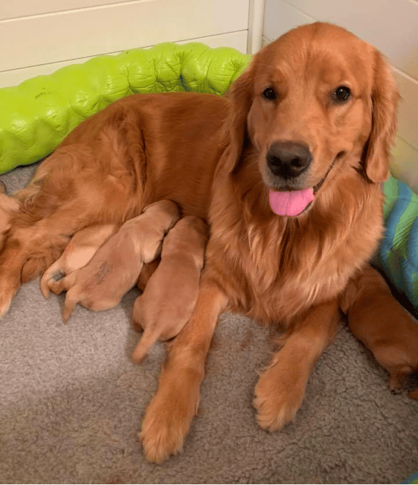 Golden Retriever Breeders in Arizona