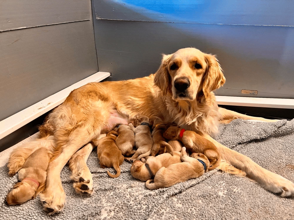 Westwing Golden Retrievers in Arizona