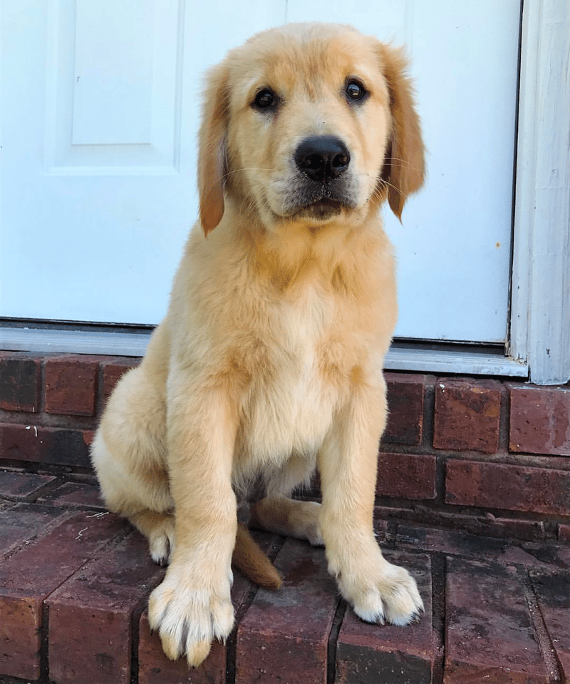 how much should a three month old golden retriever eat