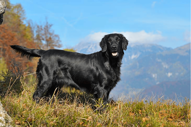 Black Golden Retriever