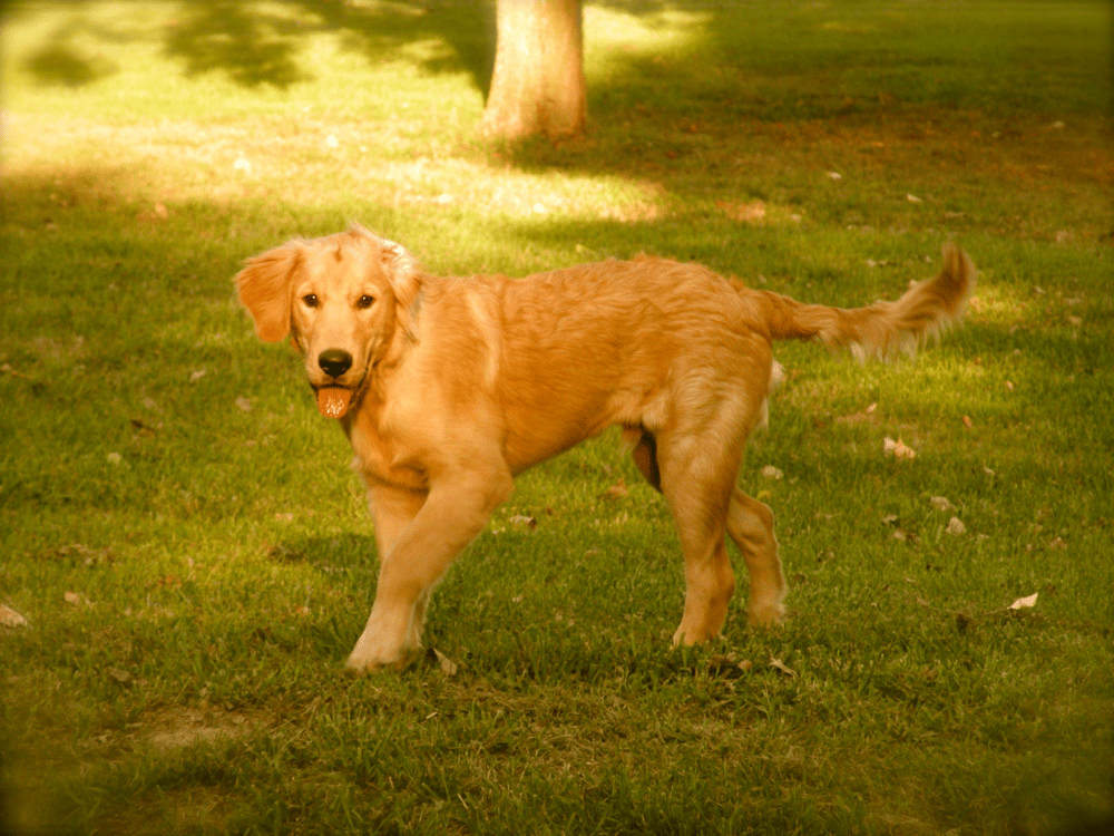 What does 5-Month-Old Golden Retriever look like