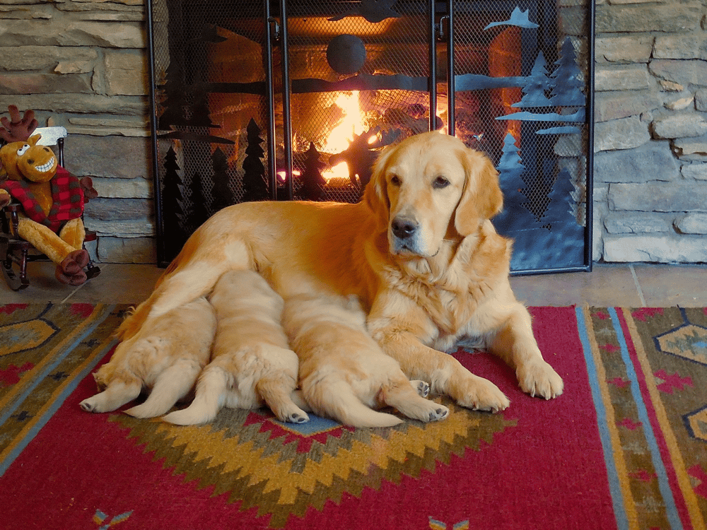 Golden Retriever Puppies in Arizona