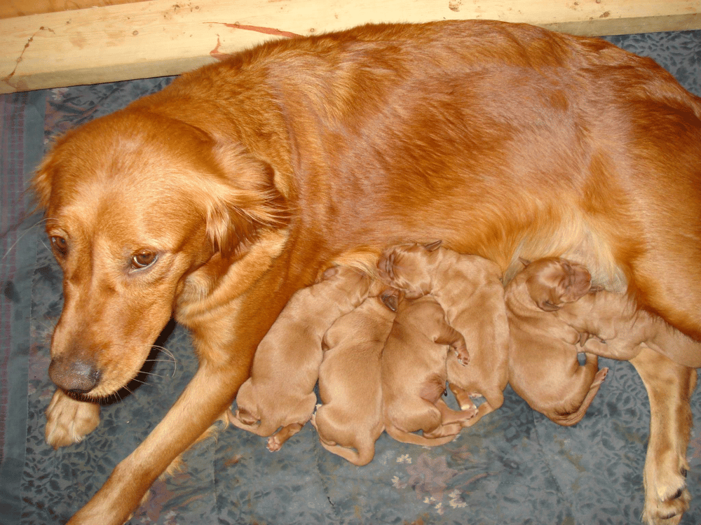 Best Field Golden Retriever Breeder in Minnesota