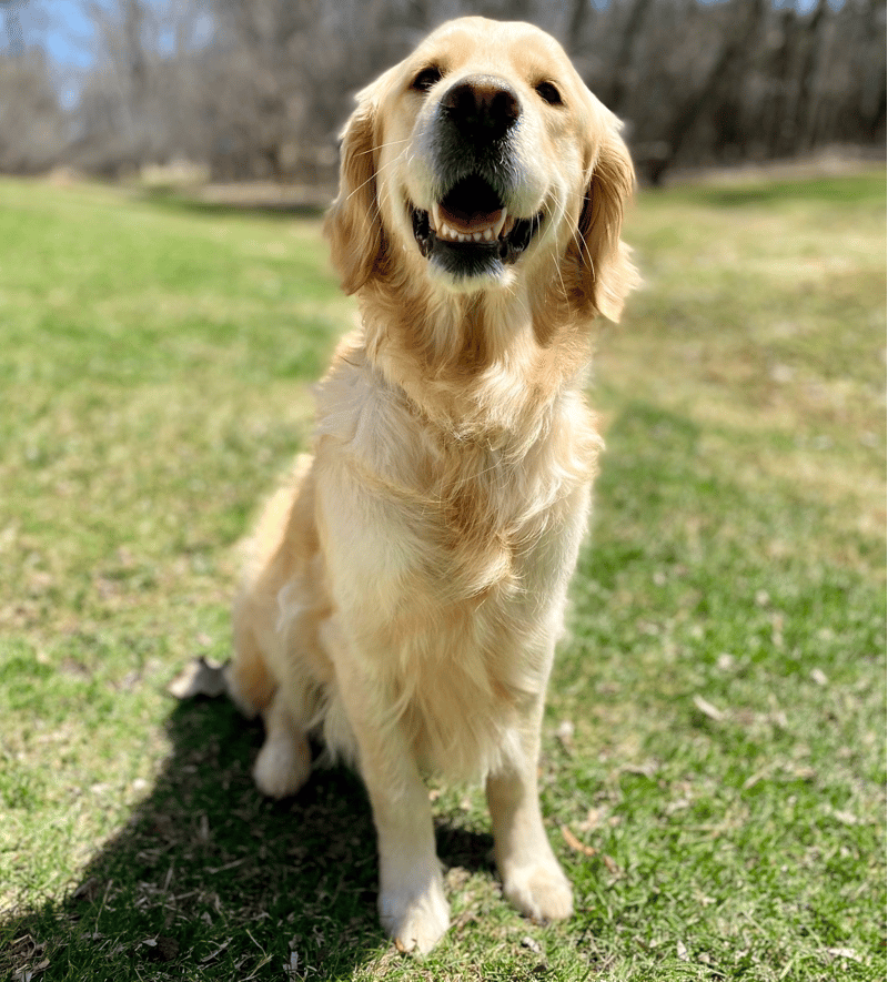 Adopt A Golden Retriever in Wisconsin