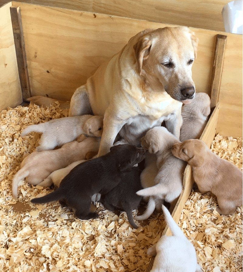 Labrador Retriever puppies for sale under $500 Ohio