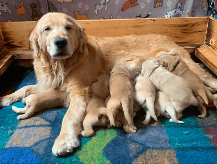 Xanadu Golden Retrievers For Sale in Arizona