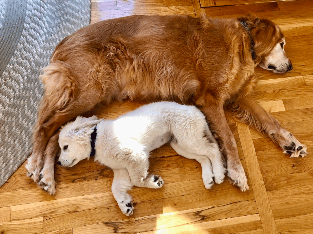 Yankee Golden Retriever Rescues Massachusetts