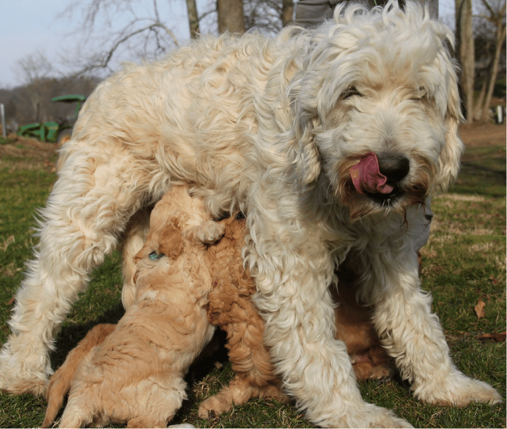 Yesteryear Acres Goldendoodles