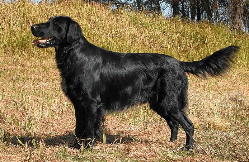 black golden retriever size