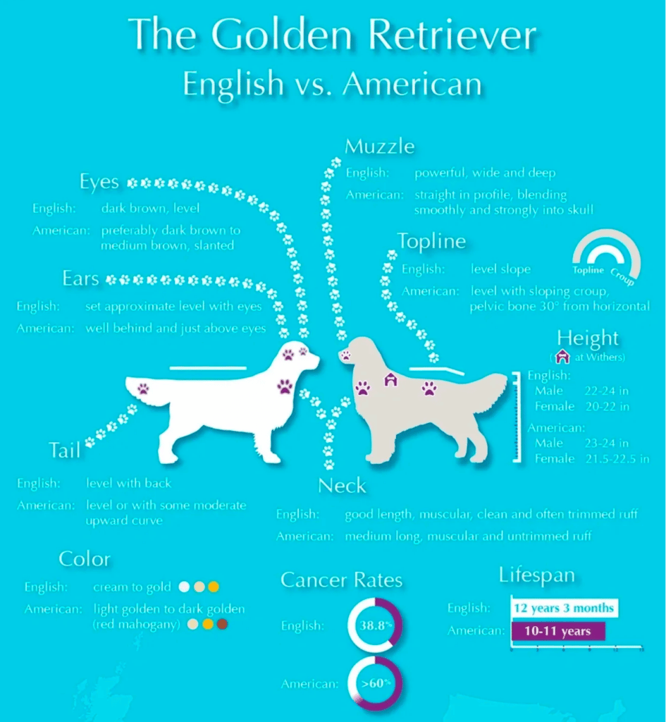  english vs american golden retriever