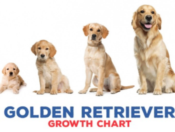 golden retriever growth chart