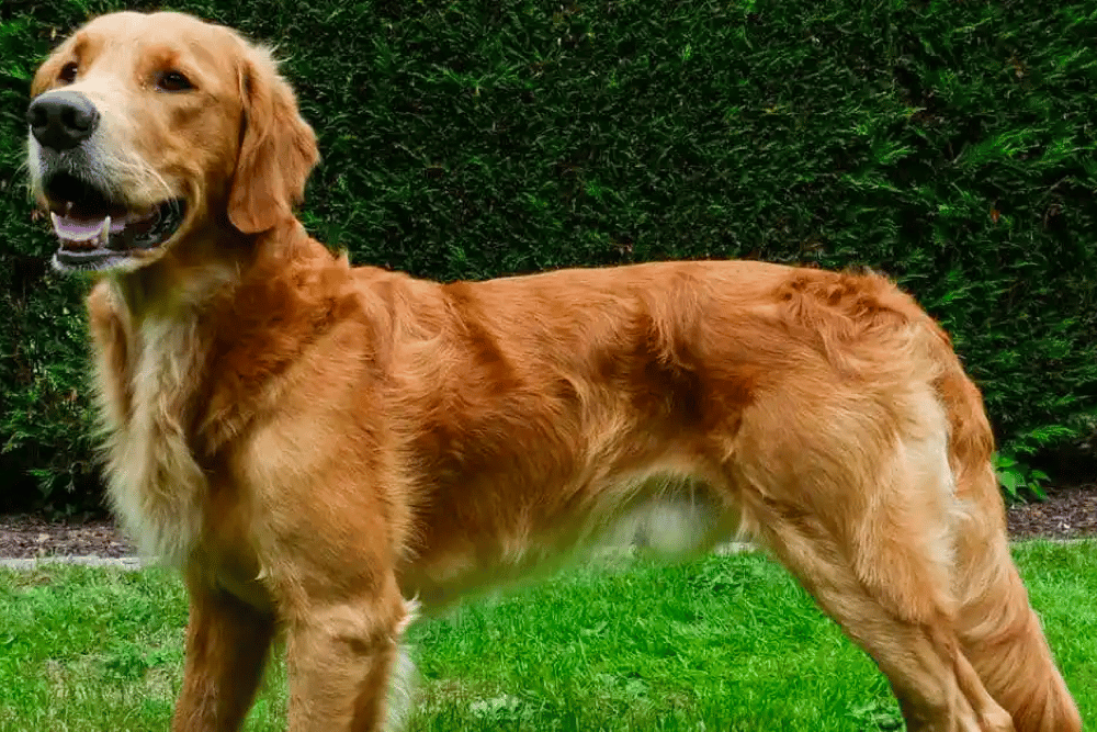 short-haired golden retriever