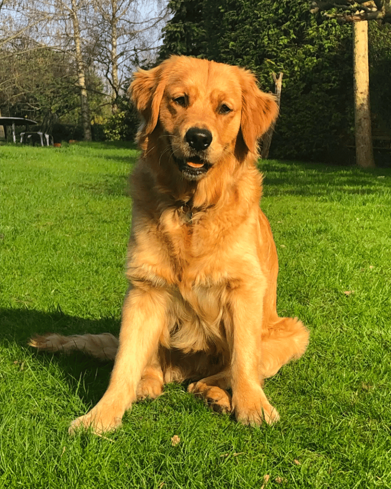 1yearold Golden Retriever A Journey into Adulthood