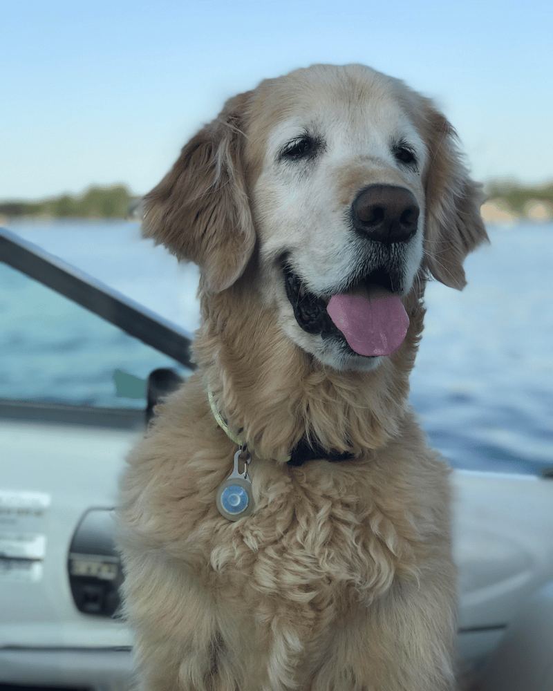 10 year old Golden Retriever