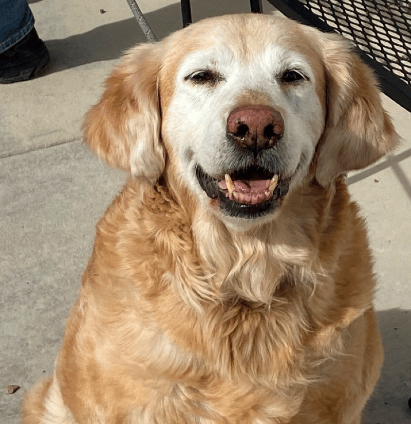 11-year-old Golden Retriever