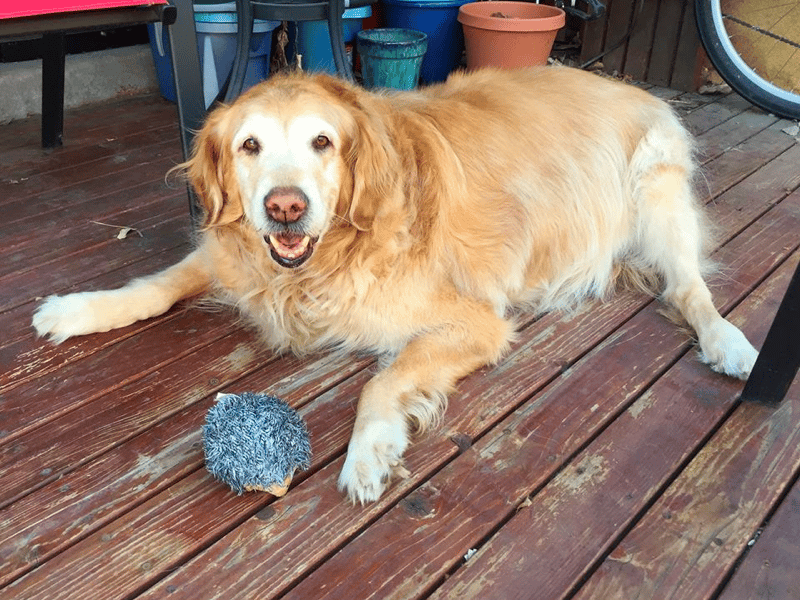 12-year-old Golden Retriever