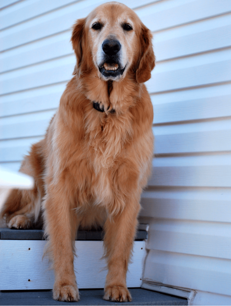 13 year old Golden Retriever