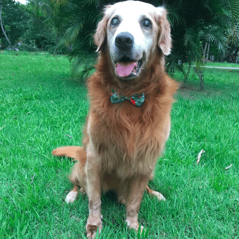 14-year-old Golden Retriever