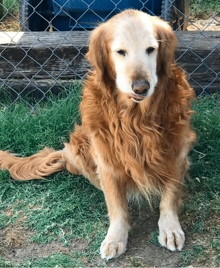 15 year old golden retriever