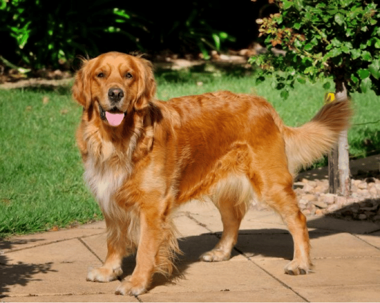 What does a 2-year-old Golden Retriever look like
