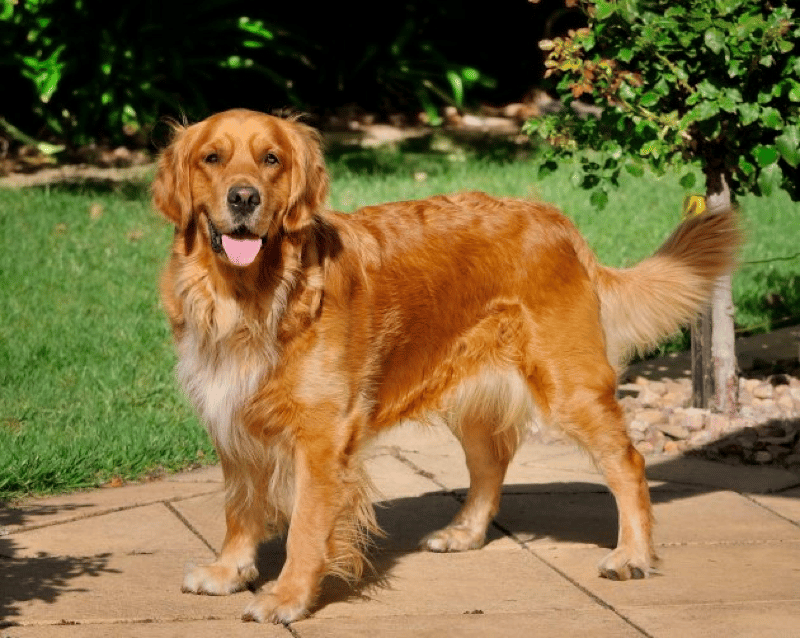 At What Age Do Most Golden Retrievers Calm Down