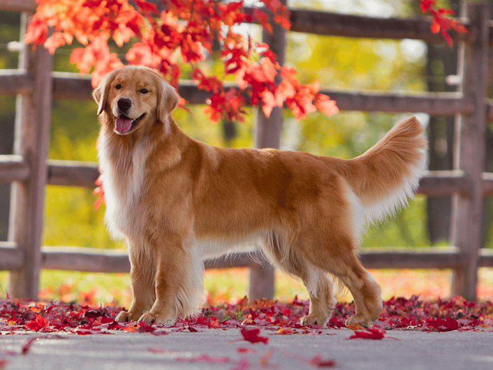 at what age is a female golden retriever full grown