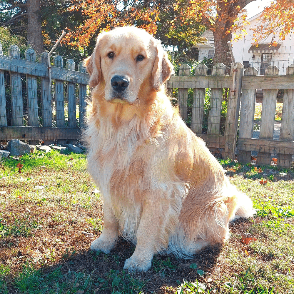 2 Year Old Golden Retriever Full Grown Adulthood Playful