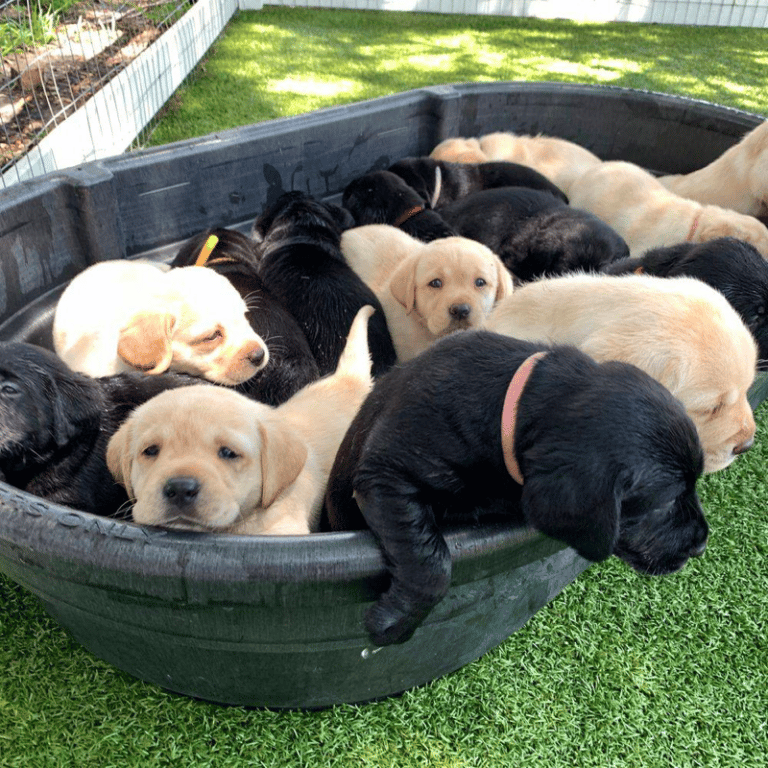 Top 10 Best Labrador Retriever Breeders in Florida (FL)