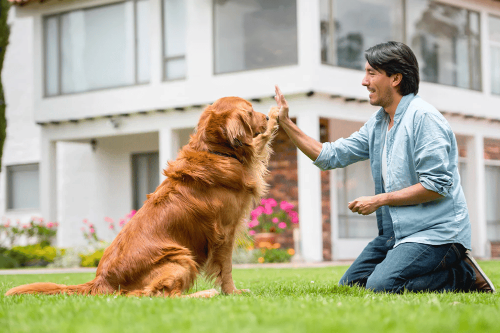 Are Golden Retrievers Easy to Train