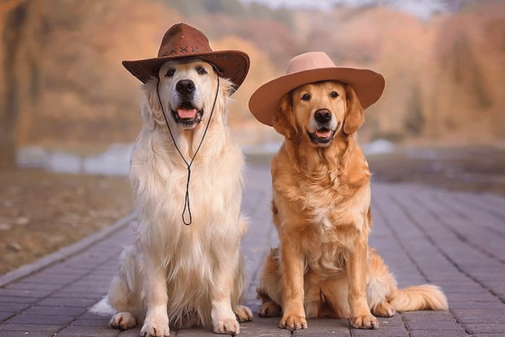 how smart is a golden retriever