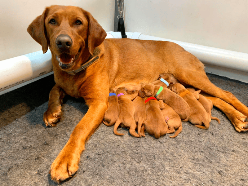 Top 10 Best Labrador Retriever Breeders In Wisconsin (WI)