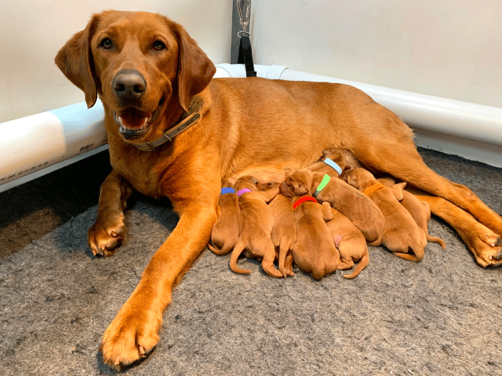 Balsam Brand Labradors Kennels