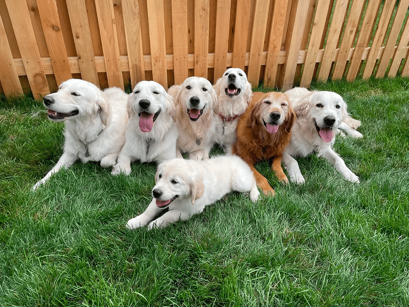 Best Golden Retriever Rescues In Indiana