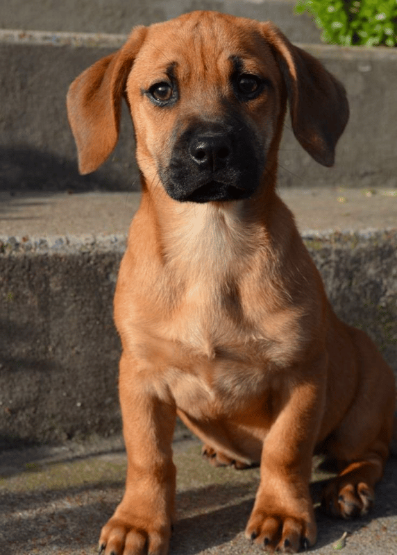 Boxer Golden Retriever mix puppy